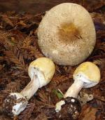 Agaricus smithii - Fungi Species | sokos jishebi | სოკოს ჯიშები